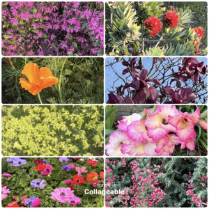Blooming flowers in pinks, red, and yellows